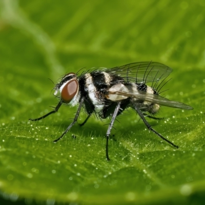 Trigonospila sp. (genus) (A Bristle Fly) at Weston, ACT - 18 Oct 2022 by Kenp12