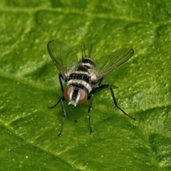 Trigonospila sp. (genus) at Weston, ACT - 18 Oct 2022