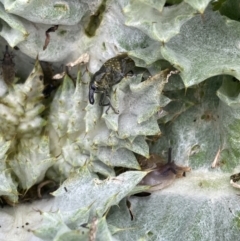 Larinus latus (Onopordum seed weevil) at Central Molonglo - 18 Oct 2022 by MattM