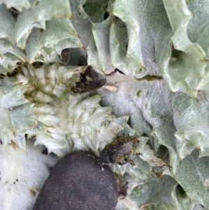 Larinus latus at Jerrabomberra, ACT - 18 Oct 2022