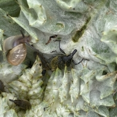 Larinus latus at Jerrabomberra, ACT - 18 Oct 2022 12:01 PM