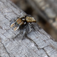 Maratus plumosus (Plumed Peacock Spider) at Paddys River, ACT - 17 Oct 2022 by SWishart