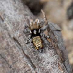 Maratus plumosus at Paddys River, ACT - 18 Oct 2022