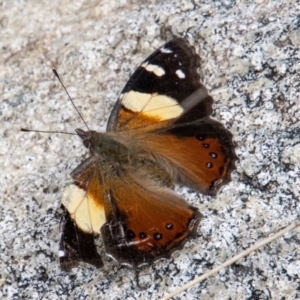 Vanessa itea at Paddys River, ACT - 18 Oct 2022 01:27 PM