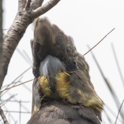 Calyptorhynchus lathami (Glossy Black-Cockatoo) at Hackett, ACT - 18 Oct 2022 by rawshorty