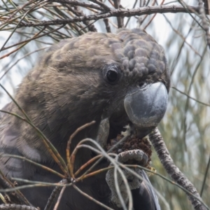 Calyptorhynchus lathami at Hackett, ACT - 18 Oct 2022