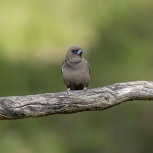 Artamus cyanopterus at Bellmount Forest, NSW - 15 Oct 2022