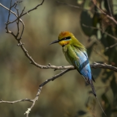 Merops ornatus (Rainbow Bee-eater) at Bellmount Forest, NSW - 15 Oct 2022 by trevsci