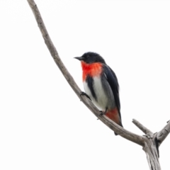 Dicaeum hirundinaceum (Mistletoebird) at Wayo, NSW - 15 Oct 2022 by trevsci