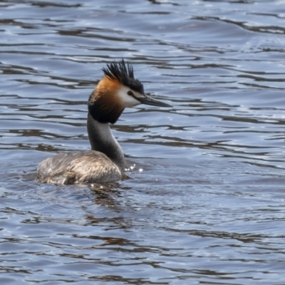 Podiceps cristatus (Great Crested Grebe) at Wayo, NSW - 15 Oct 2022 by trevsci