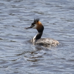 Podiceps cristatus at Wayo, NSW - 15 Oct 2022