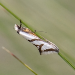 Ocystola paulinella at Paddys River, ACT - 18 Oct 2022