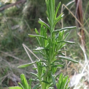 Cassinia aculeata subsp. aculeata at Booth, ACT - 11 Oct 2022