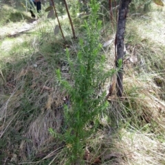 Cassinia aculeata subsp. aculeata at Booth, ACT - 11 Oct 2022