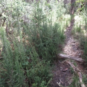 Cassinia aculeata subsp. aculeata at Booth, ACT - 11 Oct 2022