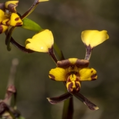 Diuris pardina (Leopard Doubletail) at Goulburn Mulwaree Council - 15 Oct 2022 by trevsci