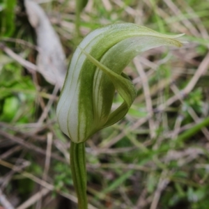 Pterostylis curta at Paddys River, ACT - suppressed