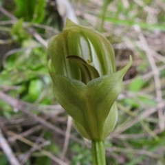 Pterostylis curta at Paddys River, ACT - suppressed