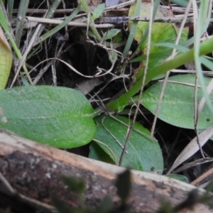 Pterostylis curta at Paddys River, ACT - suppressed