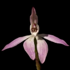 Caladenia carnea (Pink Fingers) at Kingsdale, NSW - 14 Oct 2022 by trevsci