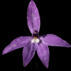 Glossodia major (Wax Lip Orchid) at Goulburn Mulwaree Council - 15 Oct 2022 by trevsci