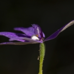 Glossodia major at Kingsdale, NSW - suppressed