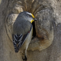 Pardalotus striatus (Striated Pardalote) at Alison Hone Reserve - 14 Oct 2022 by trevsci