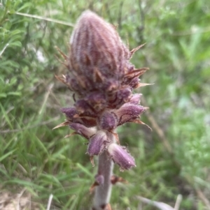 Orobanche minor at Aranda, ACT - 18 Oct 2022 06:47 PM