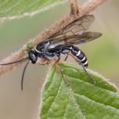 Diamma bicolor (Blue ant, Bluebottle ant) at Gibraltar Pines - 18 Oct 2022 by SWishart