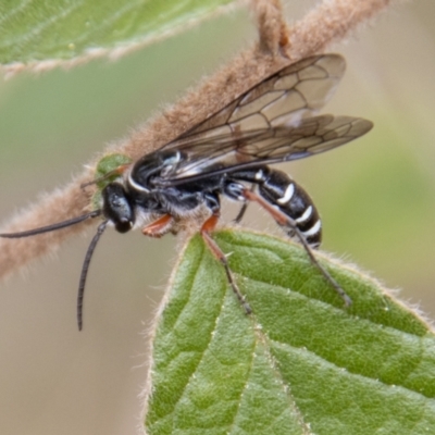 Diamma bicolor (Blue ant, Bluebottle ant) at Paddys River, ACT - 18 Oct 2022 by SWishart