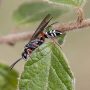 Diamma bicolor at Paddys River, ACT - 18 Oct 2022