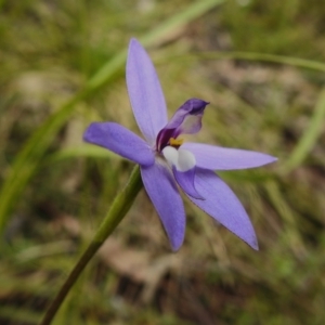 Glossodia major at Paddys River, ACT - suppressed