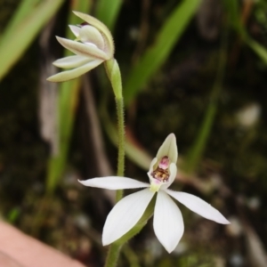 Caladenia carnea at Paddys River, ACT - suppressed