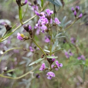 Glycine clandestina at Molonglo Valley, ACT - 8 Oct 2022