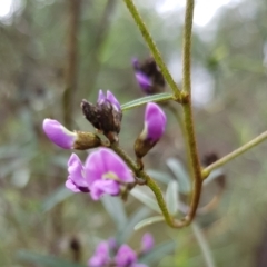 Glycine clandestina at Molonglo Valley, ACT - 8 Oct 2022