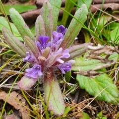 Ajuga australis (Austral Bugle) at Yass River, NSW - 18 Oct 2022 by SenexRugosus