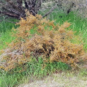 Dillwynia phylicoides at Lake George, NSW - 14 Oct 2022