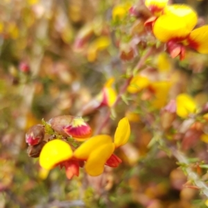 Dillwynia phylicoides at Lake George, NSW - 14 Oct 2022