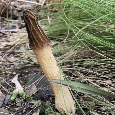 Morchella elata group (Morel) at Cotter River, ACT - 18 Oct 2022 by PennyD