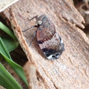 Platybrachys sp. (genus) at Murrumbateman, NSW - 18 Oct 2022 03:38 PM