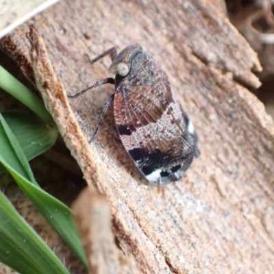 Platybrachys sp. (genus) (A gum hopper) at Murrumbateman, NSW - 18 Oct 2022 by SimoneC