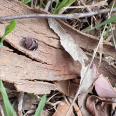 Platybrachys sp. (genus) at Murrumbateman, NSW - 18 Oct 2022 03:38 PM