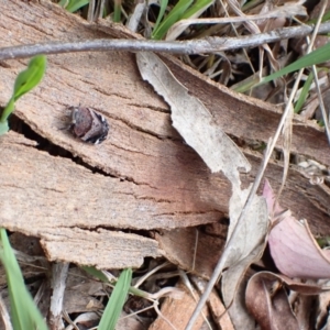 Platybrachys sp. (genus) at Murrumbateman, NSW - 18 Oct 2022 03:38 PM