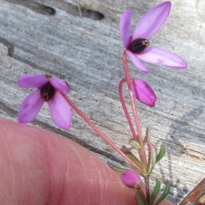 Tetratheca bauerifolia (Heath Pink-bells) at Rendezvous Creek, ACT - 11 Oct 2022 by sangio7