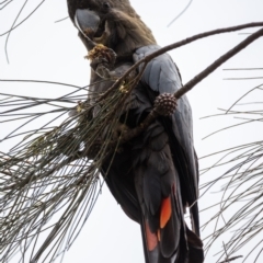 Calyptorhynchus lathami (Glossy Black-Cockatoo) at Mount Majura - 18 Oct 2022 by Boagshoags