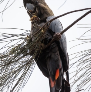 Calyptorhynchus lathami lathami at Hackett, ACT - suppressed