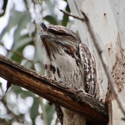 Podargus strigoides (Tawny Frogmouth) at Hughes, ACT - 18 Oct 2022 by LisaH