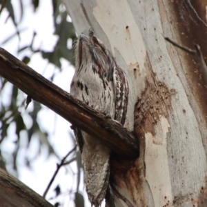 Podargus strigoides at Hughes, ACT - 18 Oct 2022 11:05 AM