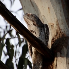 Podargus strigoides at Hughes, ACT - 18 Oct 2022 11:05 AM