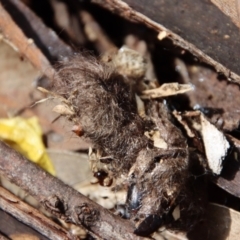 Podargus strigoides at Hughes, ACT - 18 Oct 2022 11:05 AM